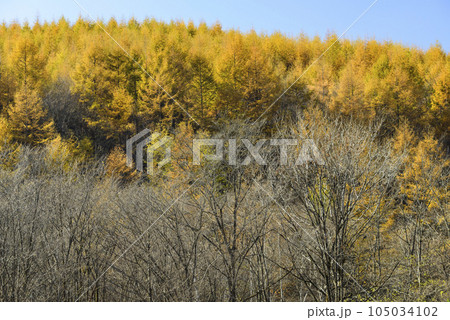 秋の十勝の紅葉風景 秋の十勝の紅葉風景 105034102