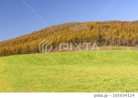 秋の十勝の紅葉風景 105034124