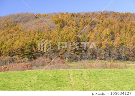 秋の十勝の紅葉風景 105034127