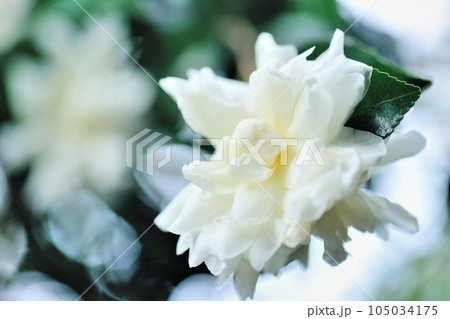 裏庭に咲いた山茶花の花 105034175
