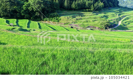 稲倉の棚田 105034421