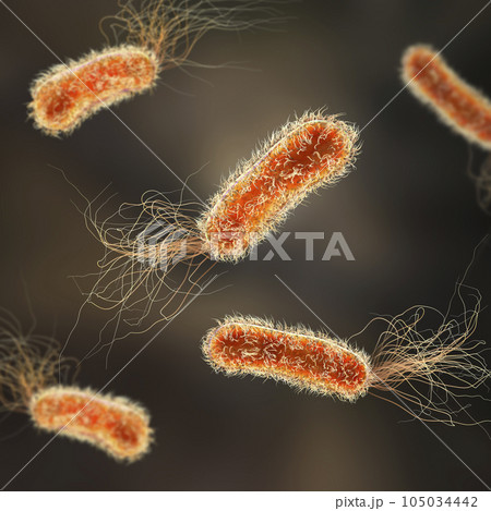 Pseudomonas aeruginosa bacteria, 3D illustration 105034442