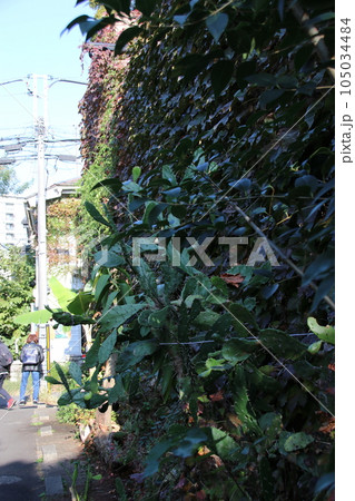 東京23区の街並み 東京23区の街並み 105034484