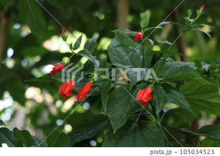 ウナズキヒメフヨウ 105034523