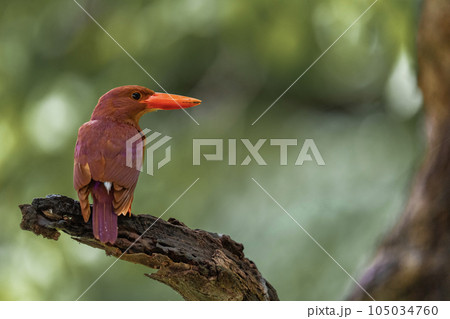 リュウキュウアカショウビン 105034760