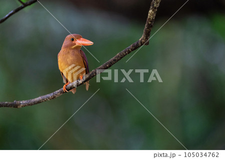 リュウキュウアカショウビン リュウキュウアカショウビン 105034762