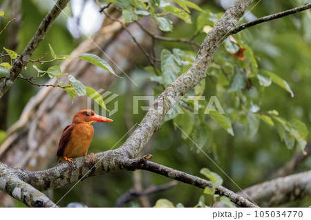 リュウキュウアカショウビン 105034770