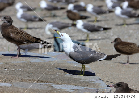 カモメ ｶﾓﾒ 海猫 105034774