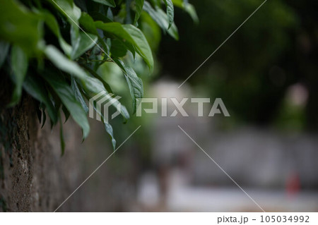 ヒハツの葉 ヒハツの葉 105034992