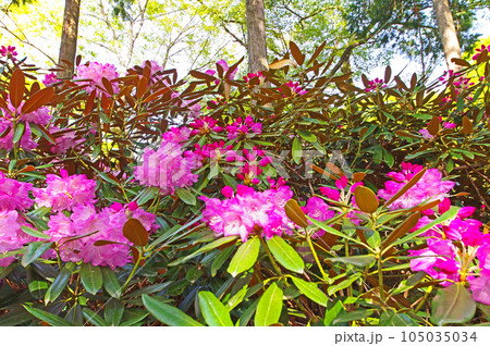 ツクシシャクナゲが咲く福岡県豊前市の求菩提園地 105035034