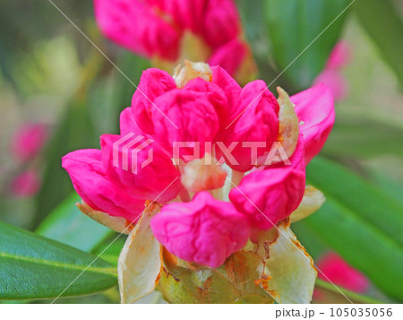 ピンク色の美しいツクシシャクナゲの蕾 105035056