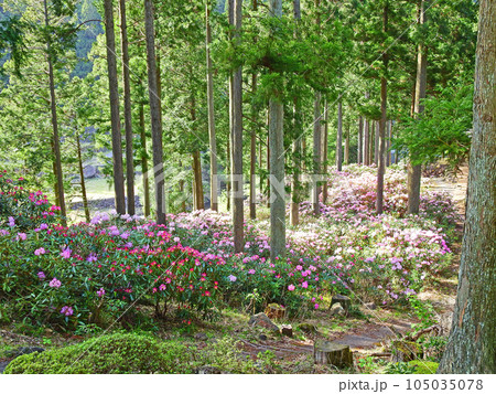 シャクナゲが咲く福岡県豊前市の求菩提園地 105035078