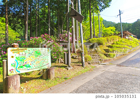 シャクナゲ咲く福岡県豊前市の求菩提園地 105035131