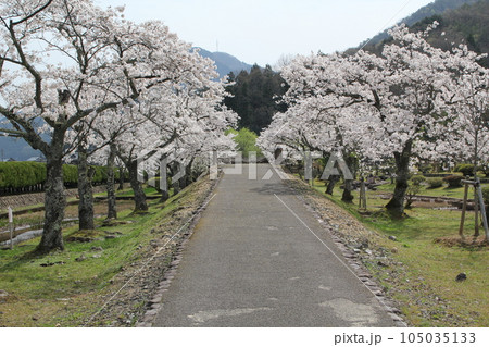 越前市の万葉の里味真野苑の桜並木 越前市の万葉の里味真野苑の桜並木 105035133