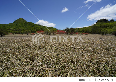 榛名高原　スルス岩付近のゆうすげの道から相馬ケ岳とスルス岩を見る　　2023年5月24日 105035514