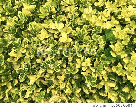 アメリカツルマサキ　エメラルドゴールド 105036084