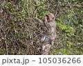 木登りする野生の猿 105036266