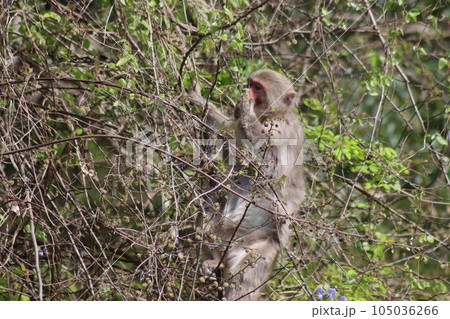 木登りする野生の猿 105036266