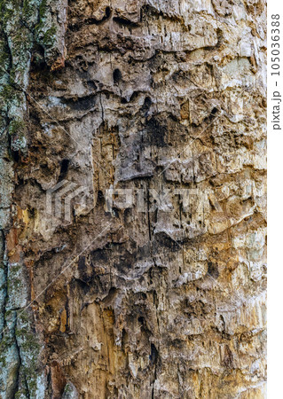 Tree bark texture Tree bark texture 105036388
