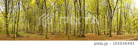 Forest 105036493