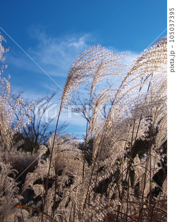 【神奈川県足柄下郡箱根町】 仙石原のススキ 自然風景(2023年11月) 【神奈川県足柄下郡箱根町】 仙石原のススキ 自然風景(2023年11月) 105037395