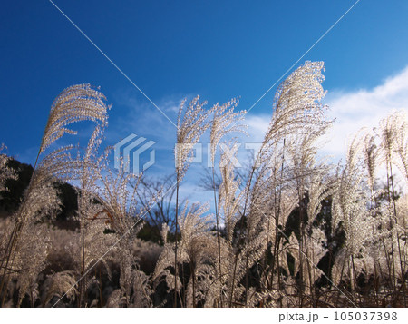 【神奈川県足柄下郡箱根町】 仙石原のススキ 自然風景(2023年11月) 【神奈川県足柄下郡箱根町】 仙石原のススキ 自然風景(2023年11月) 105037398