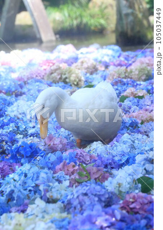 水中花とアヒル 茨城県雨引観音あじさい祭りの写真素材 [105037449] - PIXTA