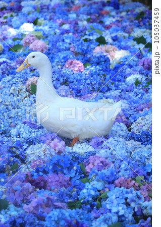 水中花とアヒル 茨城県雨引観音あじさい祭りの写真素材 [105037459] - PIXTA