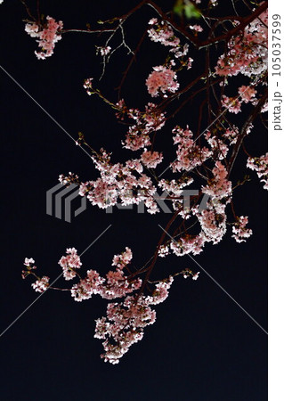 夜桜 イメージ 夜桜 イメージ 105037599