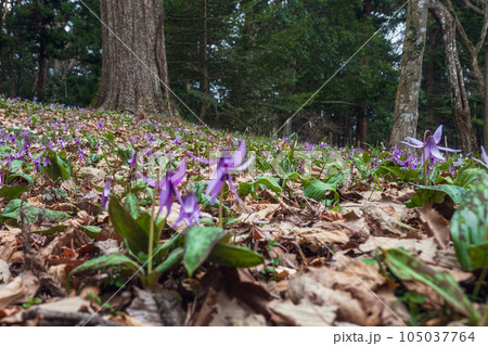 福島 白河の関跡に群生するカタクリの花 105037764