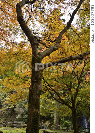 西美濃もみじ街道 105037795