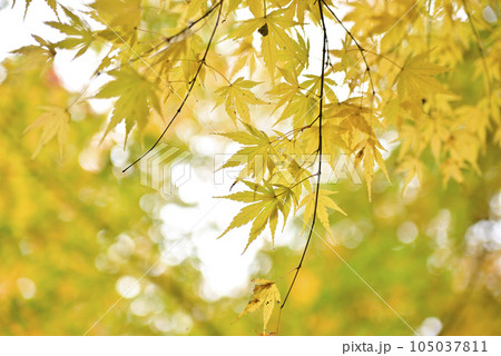 西美濃もみじ街道 105037811