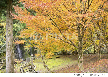 西美濃もみじ街道 105037837