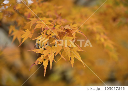 西美濃もみじ街道 西美濃もみじ街道 105037846