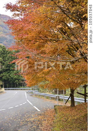 西美濃もみじ街道 西美濃もみじ街道 105037848