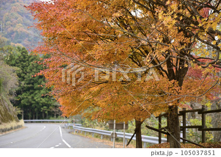 西美濃もみじ街道 105037851