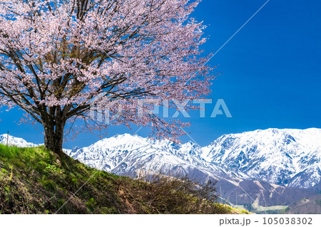 《長野県》野平の一本桜と北アルプス・春の白馬村の風景 105038302