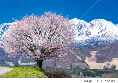 《長野県》野平の一本桜と北アルプス・春の白馬村の風景 《長野県》野平の一本桜と北アルプス・春の白馬村の風景 105038304