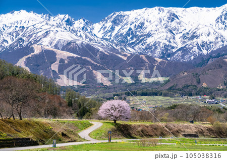 《長野県》野平の一本桜と北アルプス・春の白馬村の風景 105038316