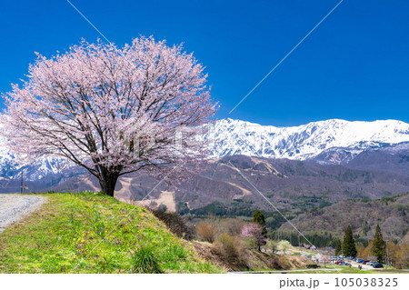 《長野県》野平の一本桜と北アルプス・春の白馬村の風景 105038325