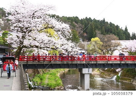 230406中橋桜イラスト5z138 230406中橋桜イラスト5z138 105038379