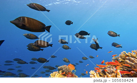 Underwater Tropical Corals Reef with colorful sea fish. Marine life sea world. Tropical colourful underwater seascape. 105038424