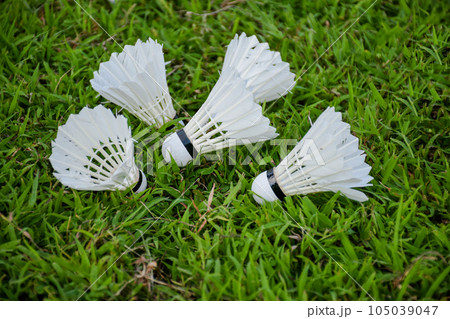 Group of badminton shuttle cocks on green grass background 105039047