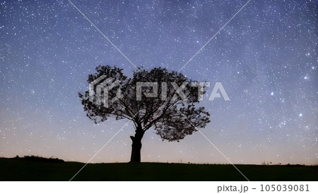 幻想的な星空と木のシルエットの風景 105039081