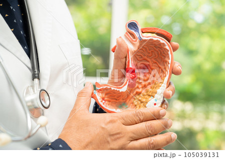 Stomach disease, doctor holding anatomy model for study diagnosis and treatment in hospital. 105039131