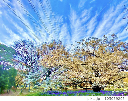 大島桜の大木と巻雲 105039203