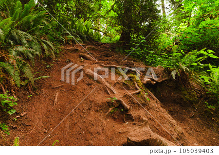 Ascending Trail Path Among Trees in Lacamas Park 105039403