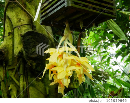 咲くやこの花館 105039646