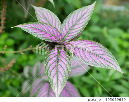 咲くやこの花館 咲くやこの花館 105039659