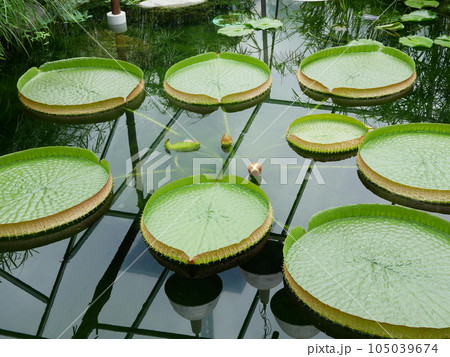 咲くやこの花館 咲くやこの花館 105039674